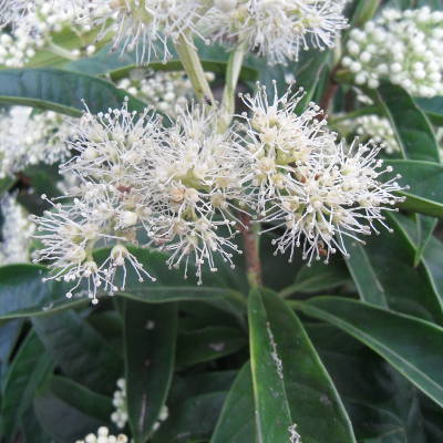 pileostegia viburnoides flowering