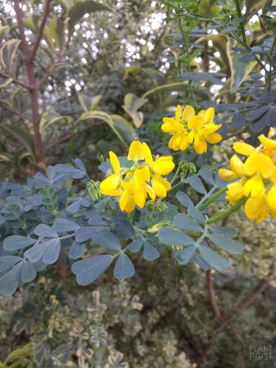 coronilla yellow flowers blue leaves