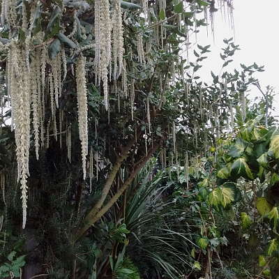 garrya elliptica james roof silk tassel