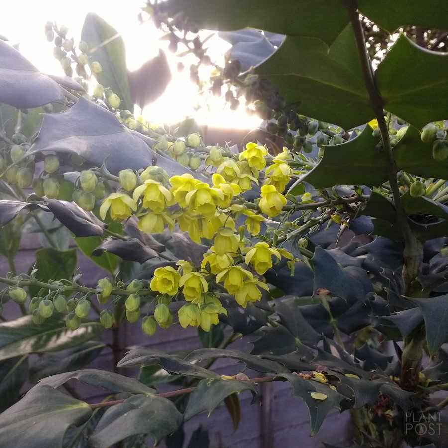 Mahonia winter yellow flowers