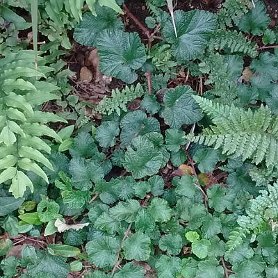 rubus tricolor chinese bramble