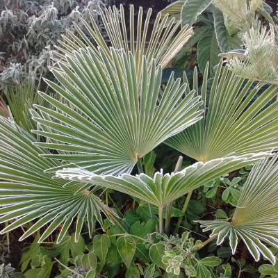 THE STIFFER PALMATE LEAVES OF TRACHCARPUS WAGNERIANUS DON'T MIND THE FROST.