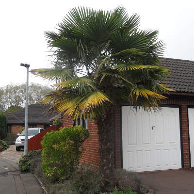 Choosing A Palm Tree For The Uk Climate, Large Garden Palm Trees Uk